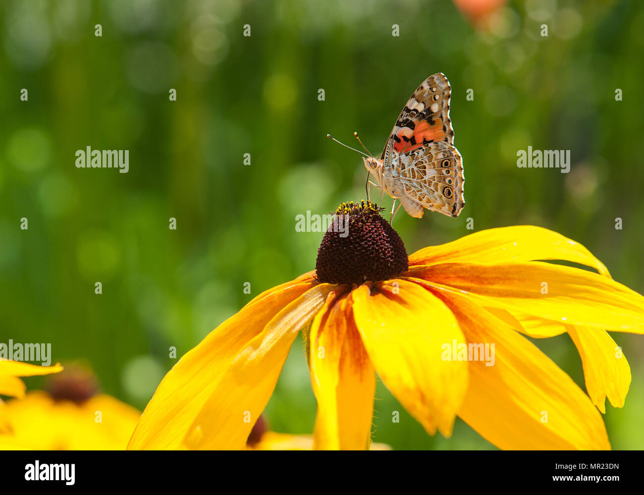 Beautiful little butterfly sitting on a yellow flower. Stock Photo