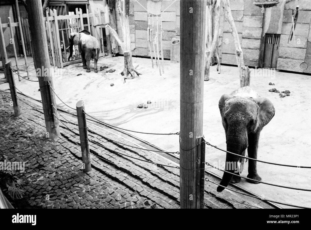 Vintage Zoo Animals High Resolution Stock Photography and Images - Alamy