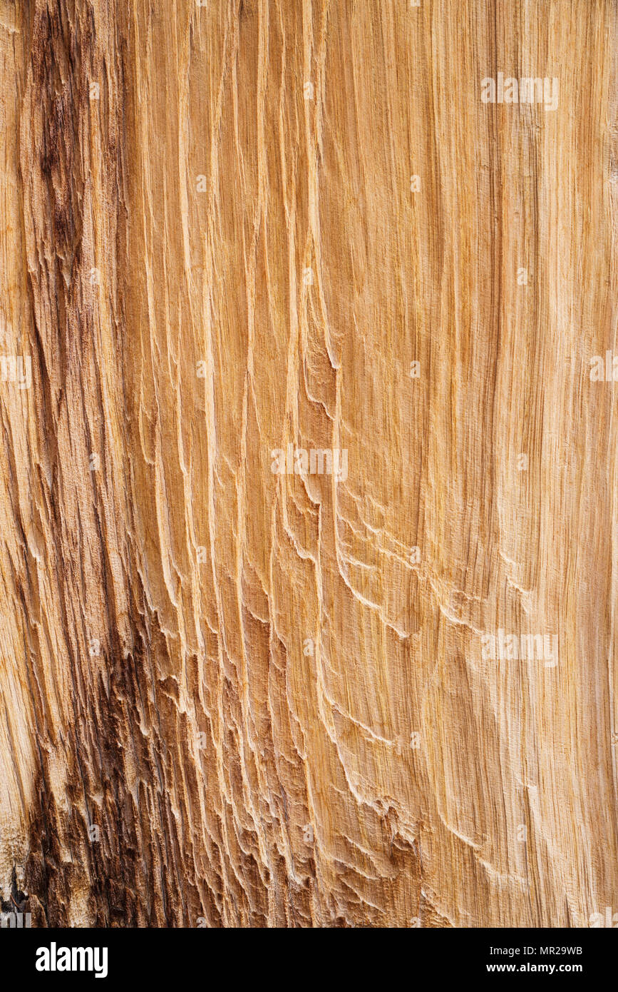 exposed and worn bristlecone pine wood background texture Stock Photo