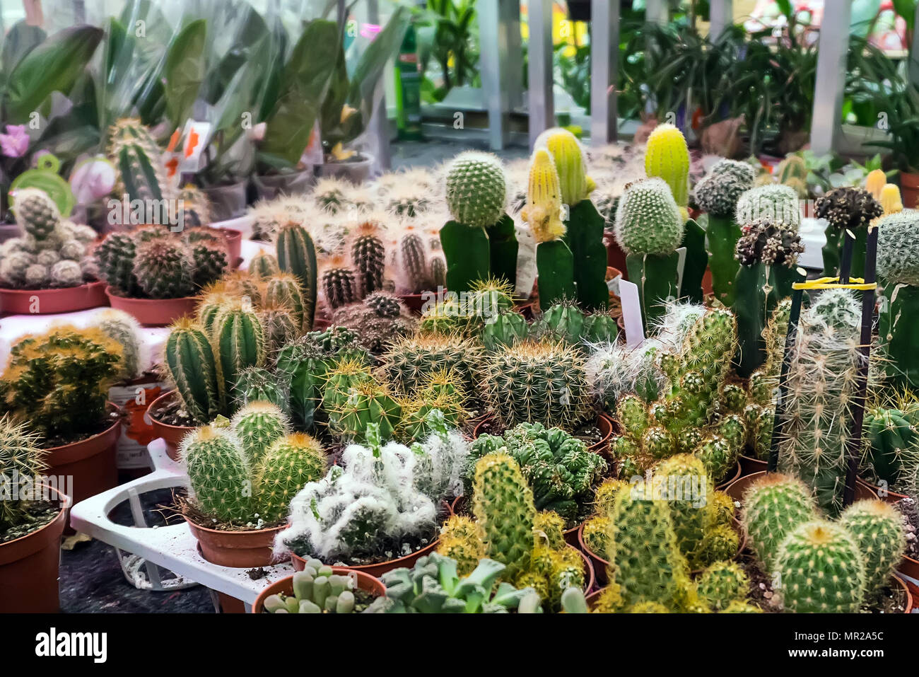 Various cacti mix in the greenhouse. Natural theme. Detail photo. various cacti on the shelf in the store. Decorative small cacti in small pots of dif Stock Photo