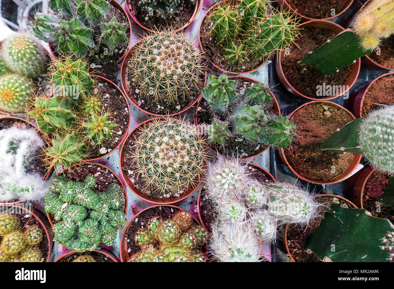 Cactus forms hi-res stock photography and images - Alamy