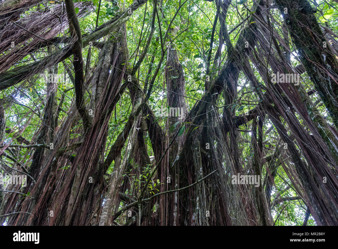 Beautiful rainforest vista on the Big Island of Hawaii Stock Photo - Alamy