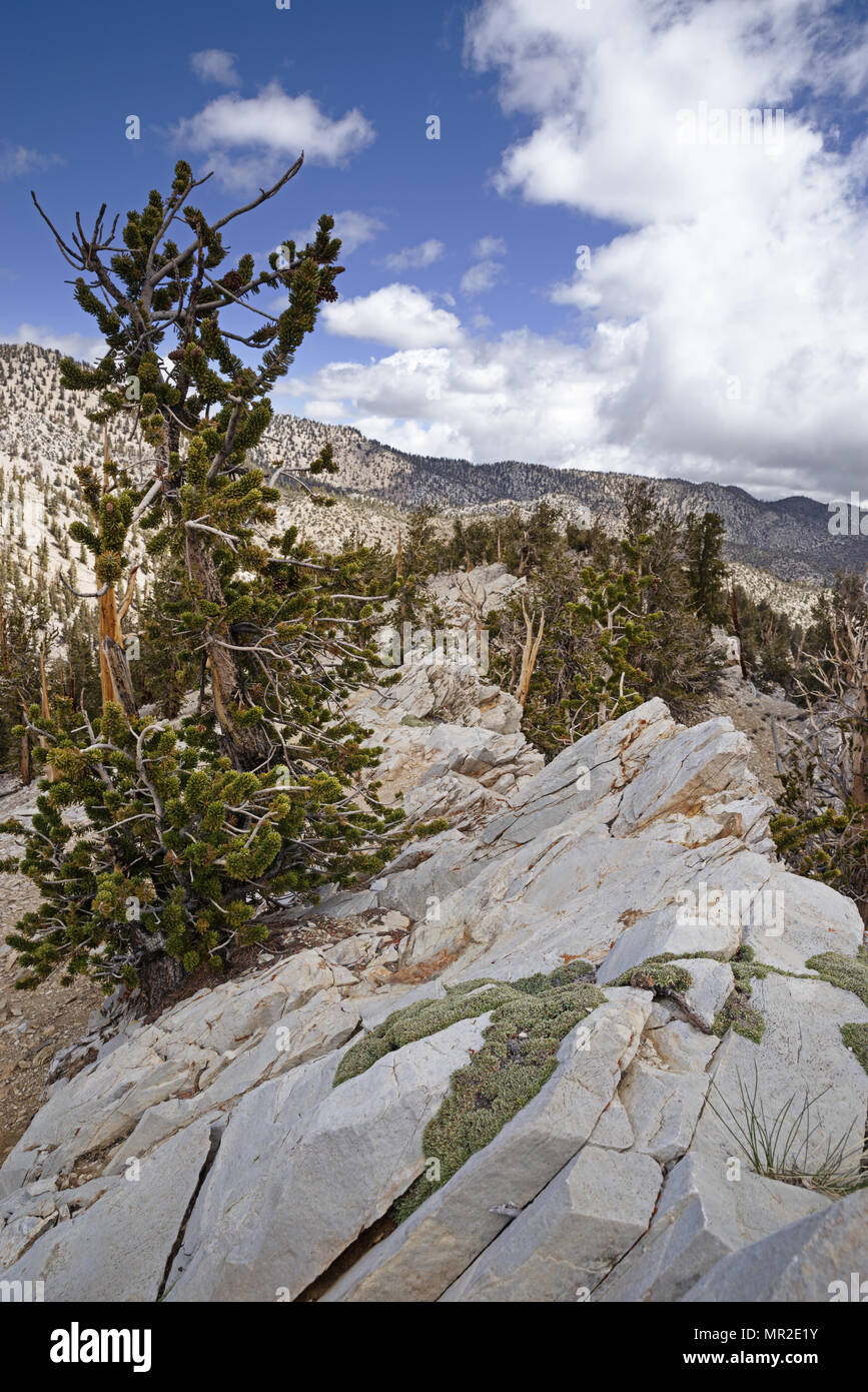 dolomite ridge wth bristlecone pine trees in the White Mountains of California Stock Photo