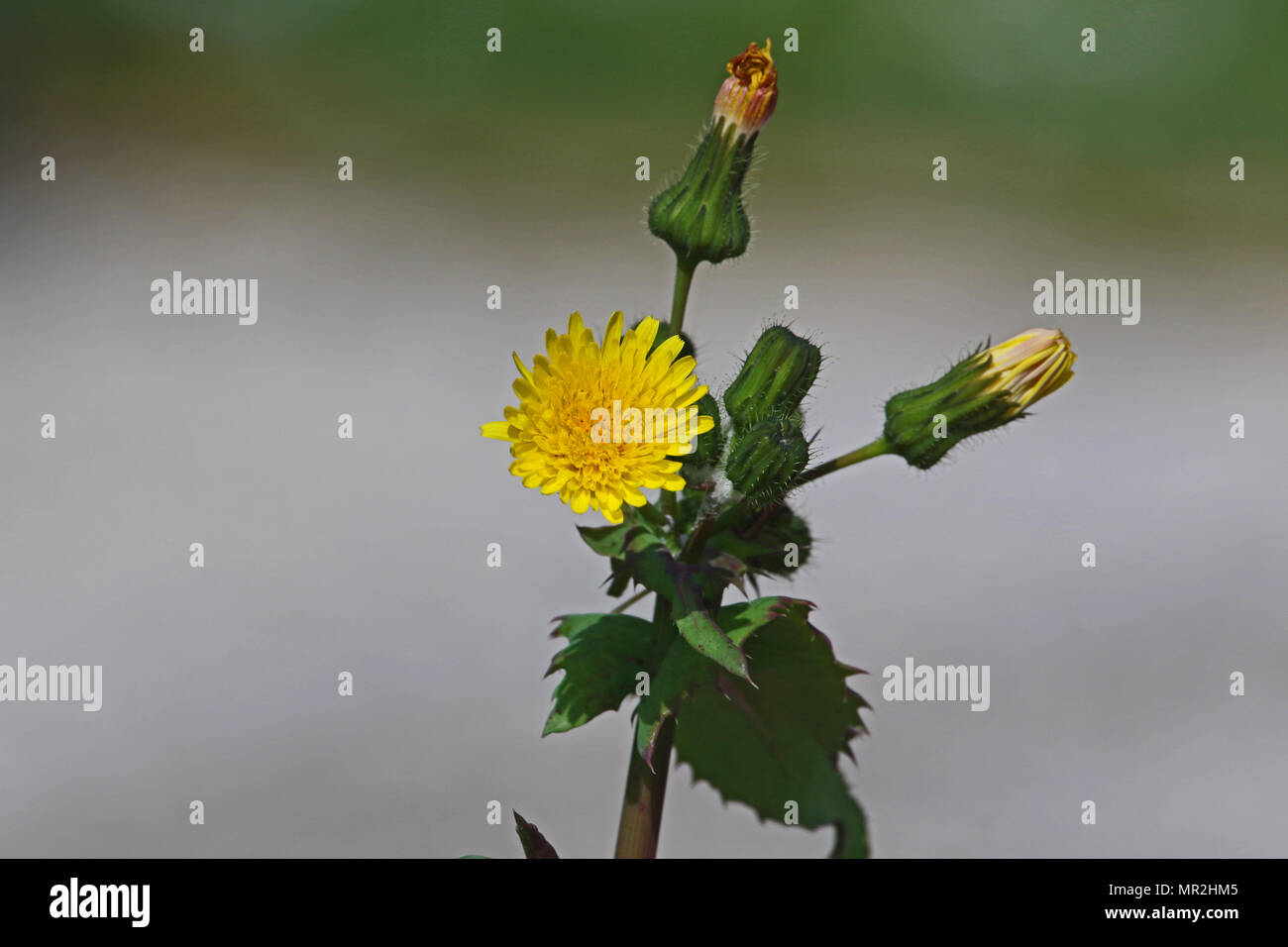 yellow prickly sow-thistle flower close up Latin name sonchus asper not oleraceus or smooth sow-thistle in springtime in Italy Stock Photo