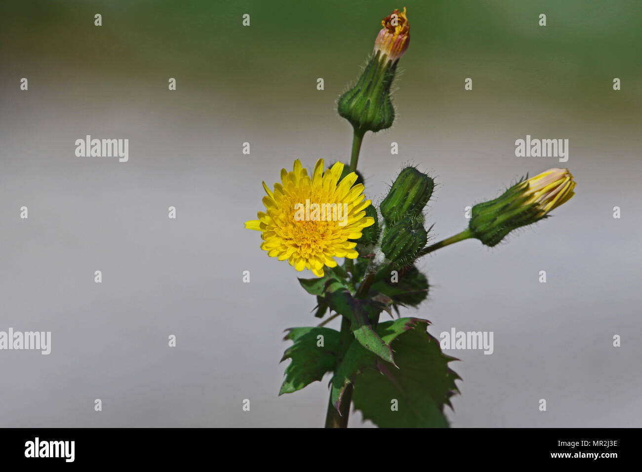 yellow prickly sow-thistle flower close up Latin name sonchus asper not oleraceus or smooth sow-thistle in springtime in Italy Stock Photo