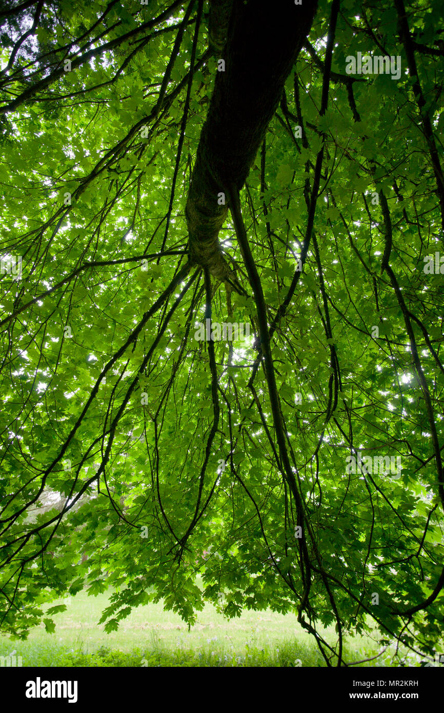 Acer macrophyllum, Bigleaf Mapleac Stock Photo