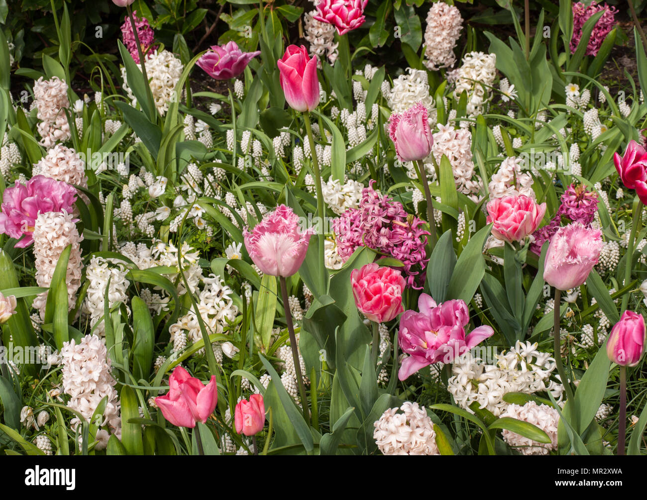 colorful tulips and hyacinths blooming in a garden Stock Photo - Alamy
