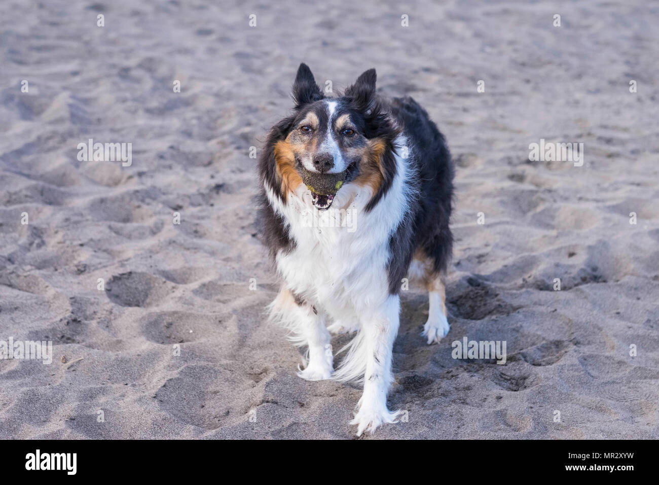 nice beautiful border collie dog play on the beach with tennis ball. outdoor activity for canine. Stock Photo