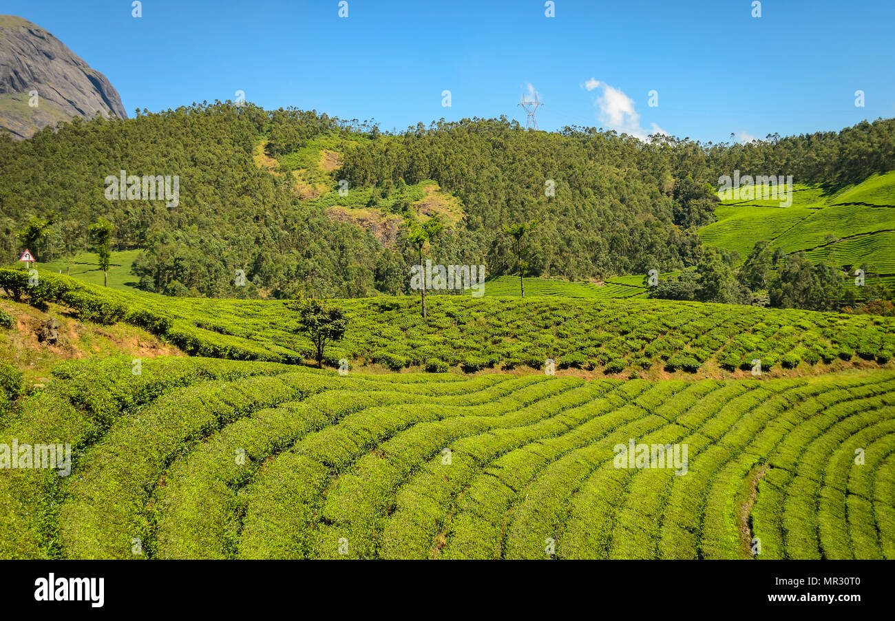 Tea Gardens in India Stock Photo Alamy