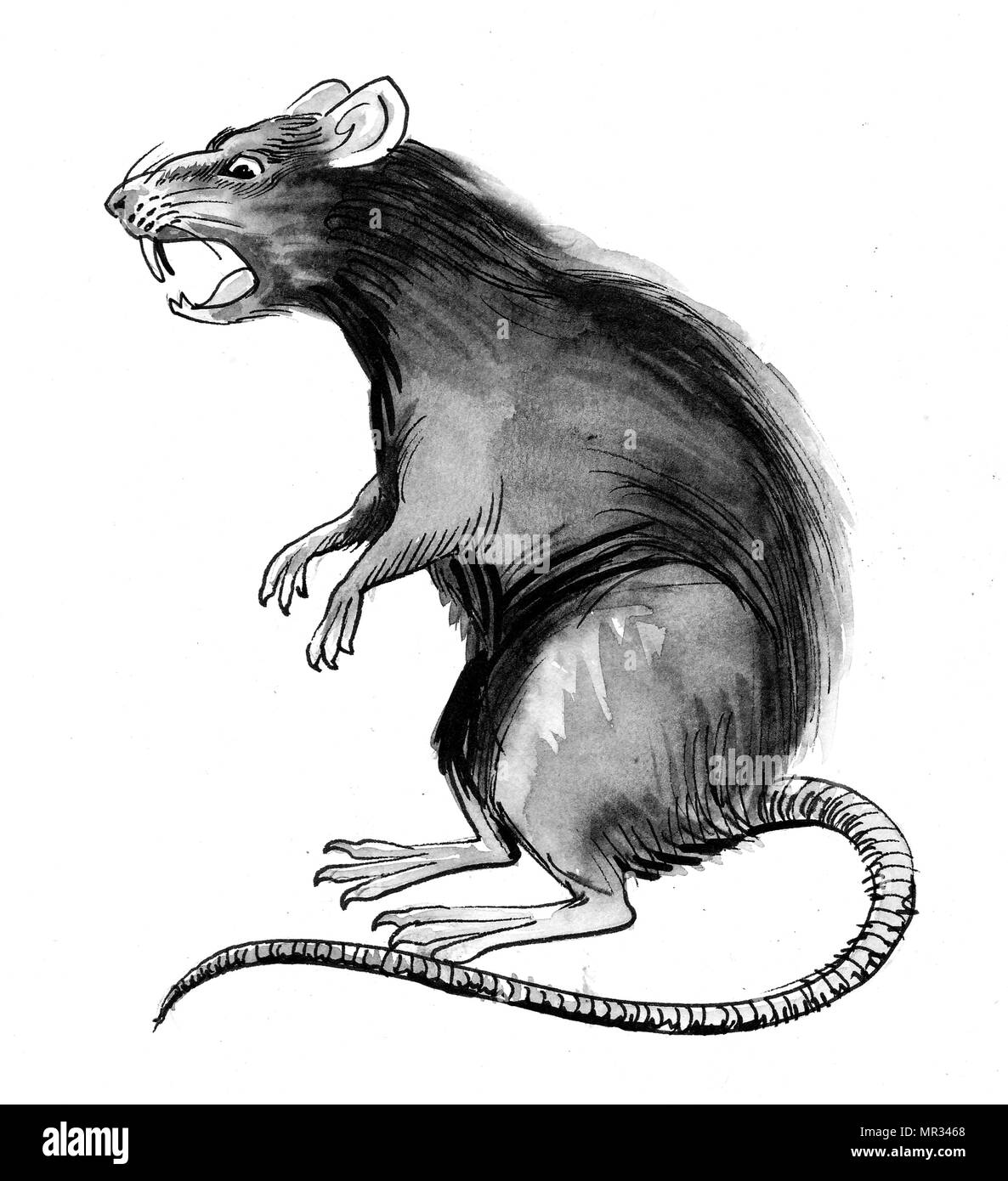 Angry rat. Ink black and white drawing Stock Photo