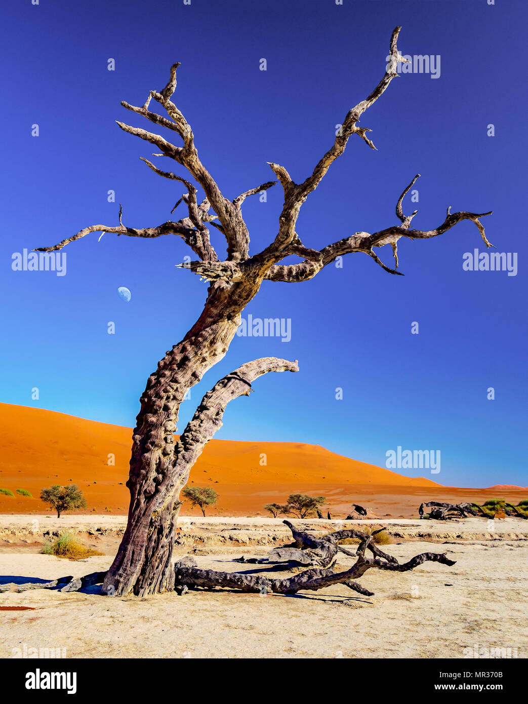 Solitary petrified acacia tree and Moon. Deadvlei, Sossusvlei. Namibia-Naukluft National Park Stock Photo