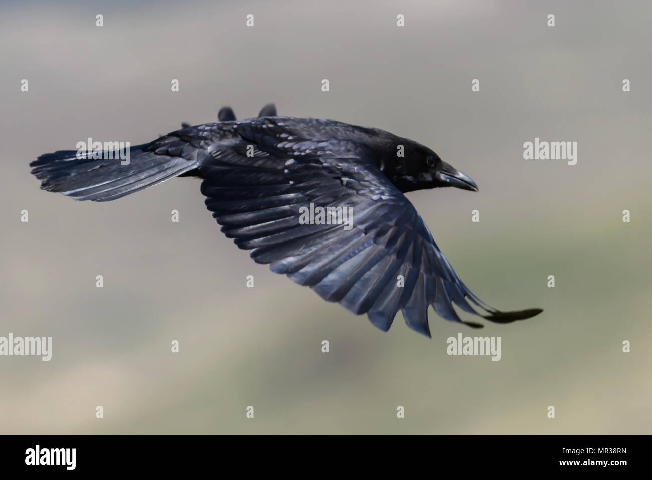 Raven Bird in Flight Stock Photo - Alamy