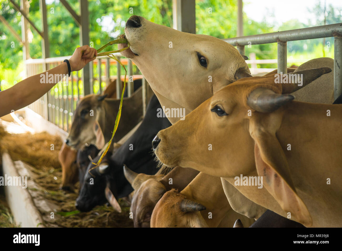 Un-identified hand feeding grass to farm cows in cow pen in rural of Thailand Stock Photo