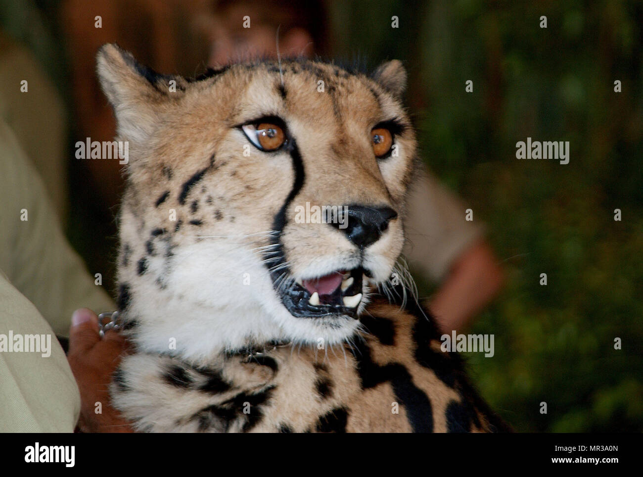Leopard at the after party for the premiere of 