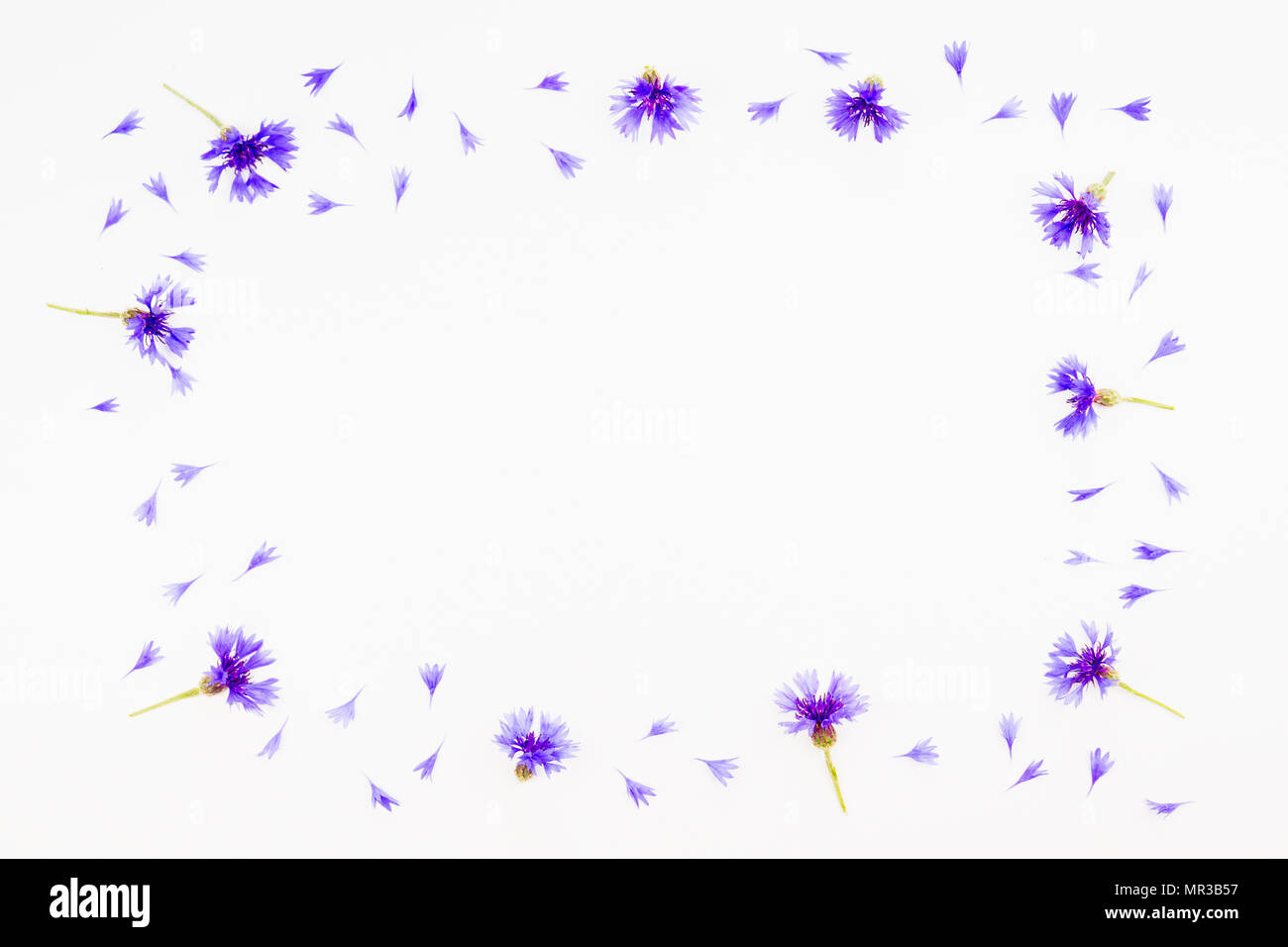 Blue cornflowers frame on white background. Top view Stock Photo
