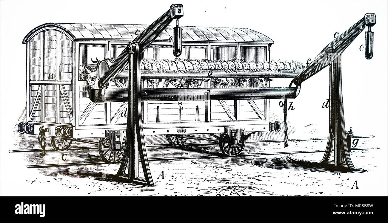 Illustration depicting an closed cattle truck at a feeding and watering halt. This system of trucks was used in the United States for transporting live-stock over long distances. Dated 19th century Stock Photo
