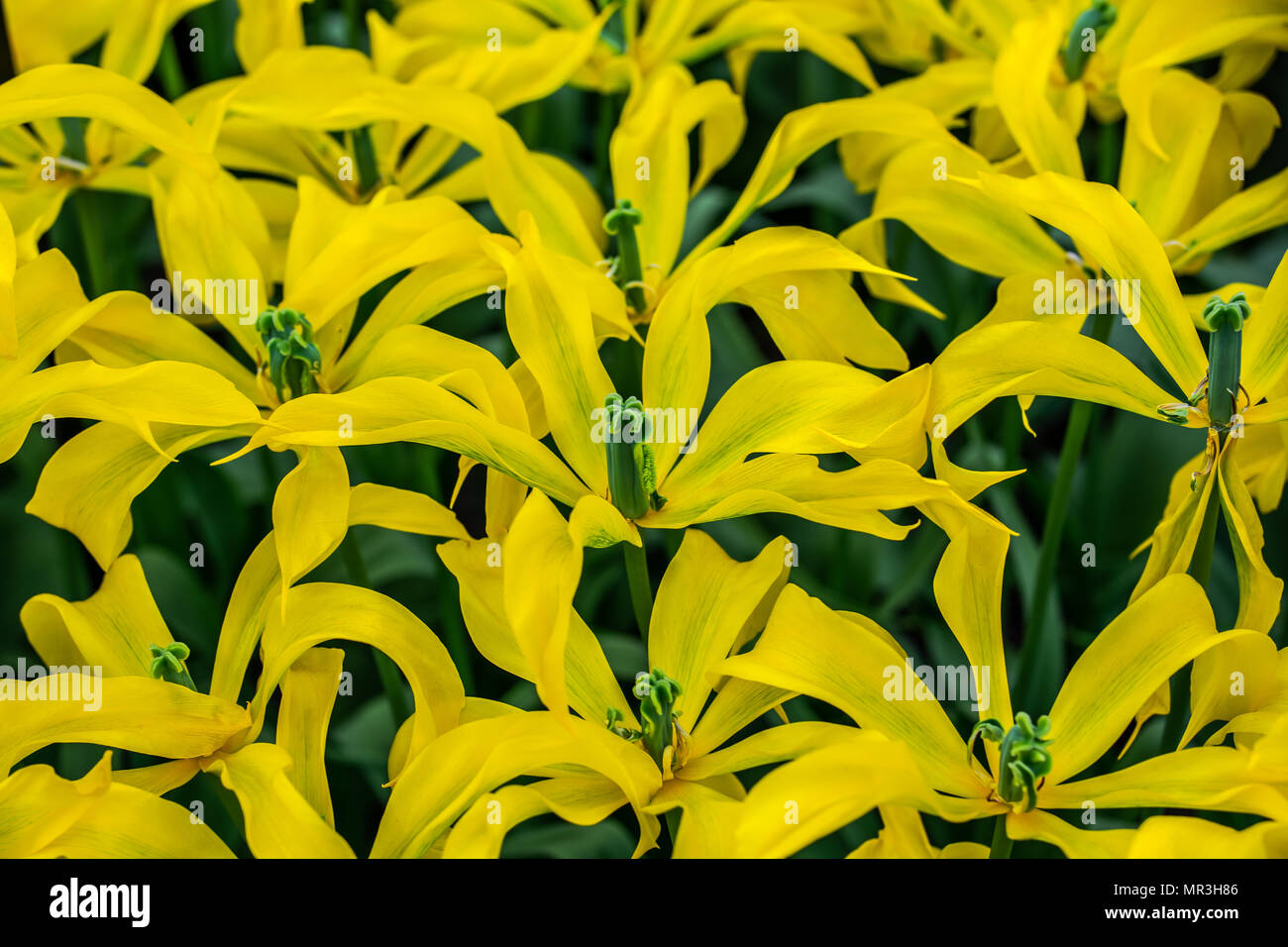 Star yellow tulips Stock Photo