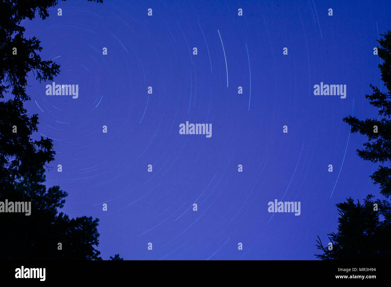 Star trails with silhouetted pine trees framing the image Stock Photo ...