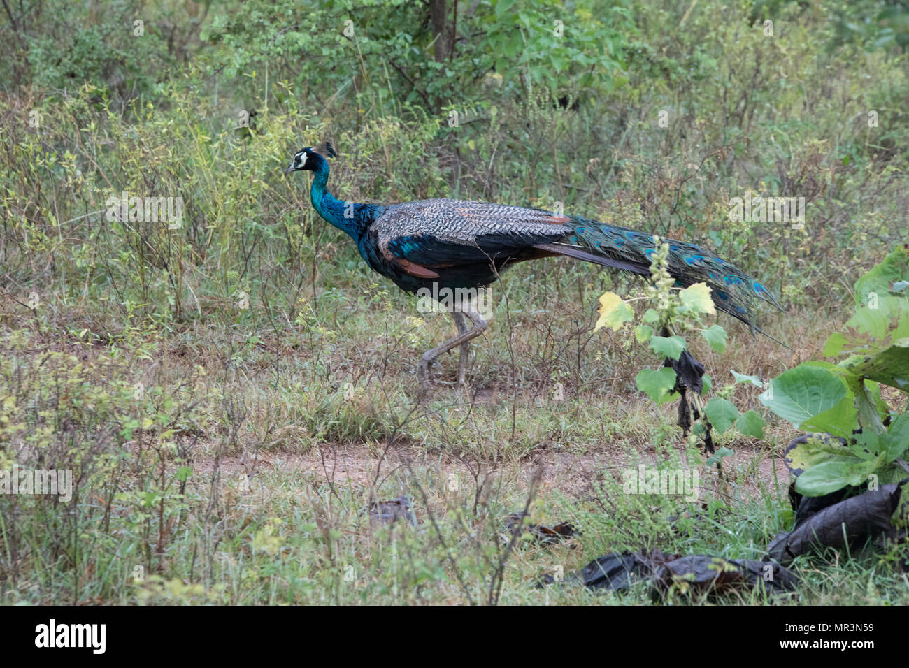 Beautiful Peacock in its natural habitat Stock Photo Alamy