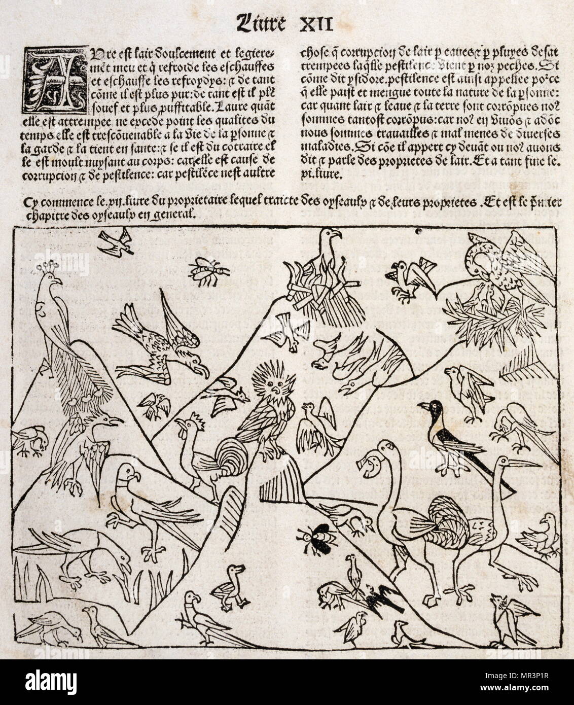 species of birds, depicted by Bartholomeus Anglicus (before 1203 – 1272), an early 13th-century scholastic scholar of Paris, a member of the Franciscan order. He was the author of the compendium De proprietatibus rerum ('On the Properties of Things'), dated at 1240, an early forerunner of the encyclopaedia and one of the most popular books in medieval times Stock Photo