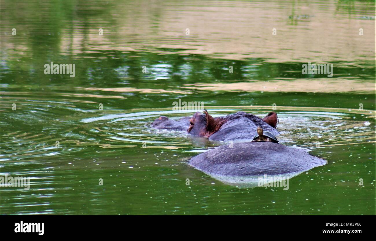 Hippo & Terrapin, Kruger National Park, South Africa Stock Photo