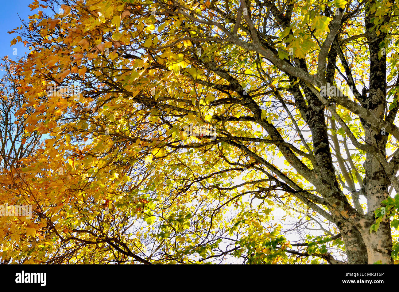 branches of tree with yellow foliage in autumn Stock Photo - Alamy