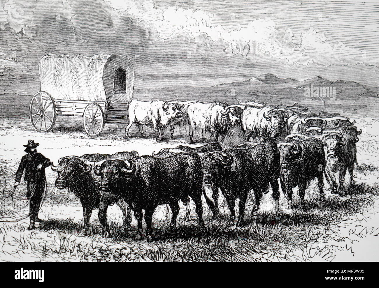 Illustration depicting a bullock-drawn covered wagon, similar to the type used by emigrants to America. Dated 19th century Stock Photo