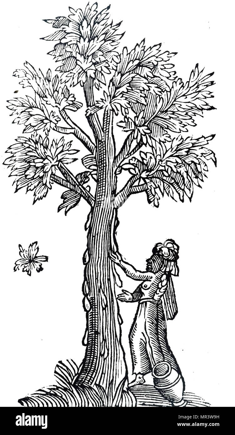 Woodblock print depicting a man collecting resin from a Frankincense