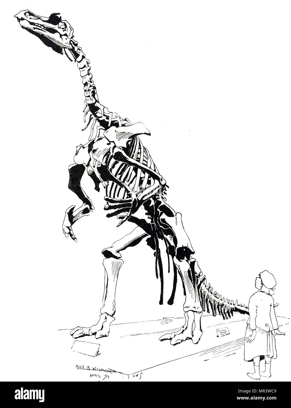 Engraving depicting the skeleton of a Iguanodon a genus of ornithopod dinosaur that existed roughly halfway between the first of the swift bipedal hypsilophodontids of the mid-Jurassic and the duck-billed dinosaurs of the late Cretaceous. Dated 19th century Stock Photo