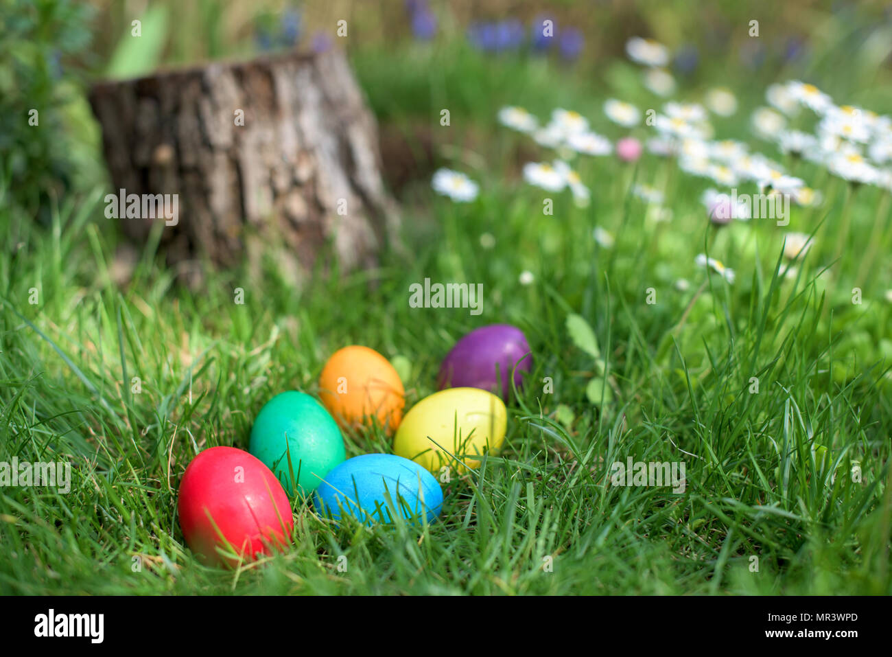 Six Easter eggs in a grass with daisies Stock Photo