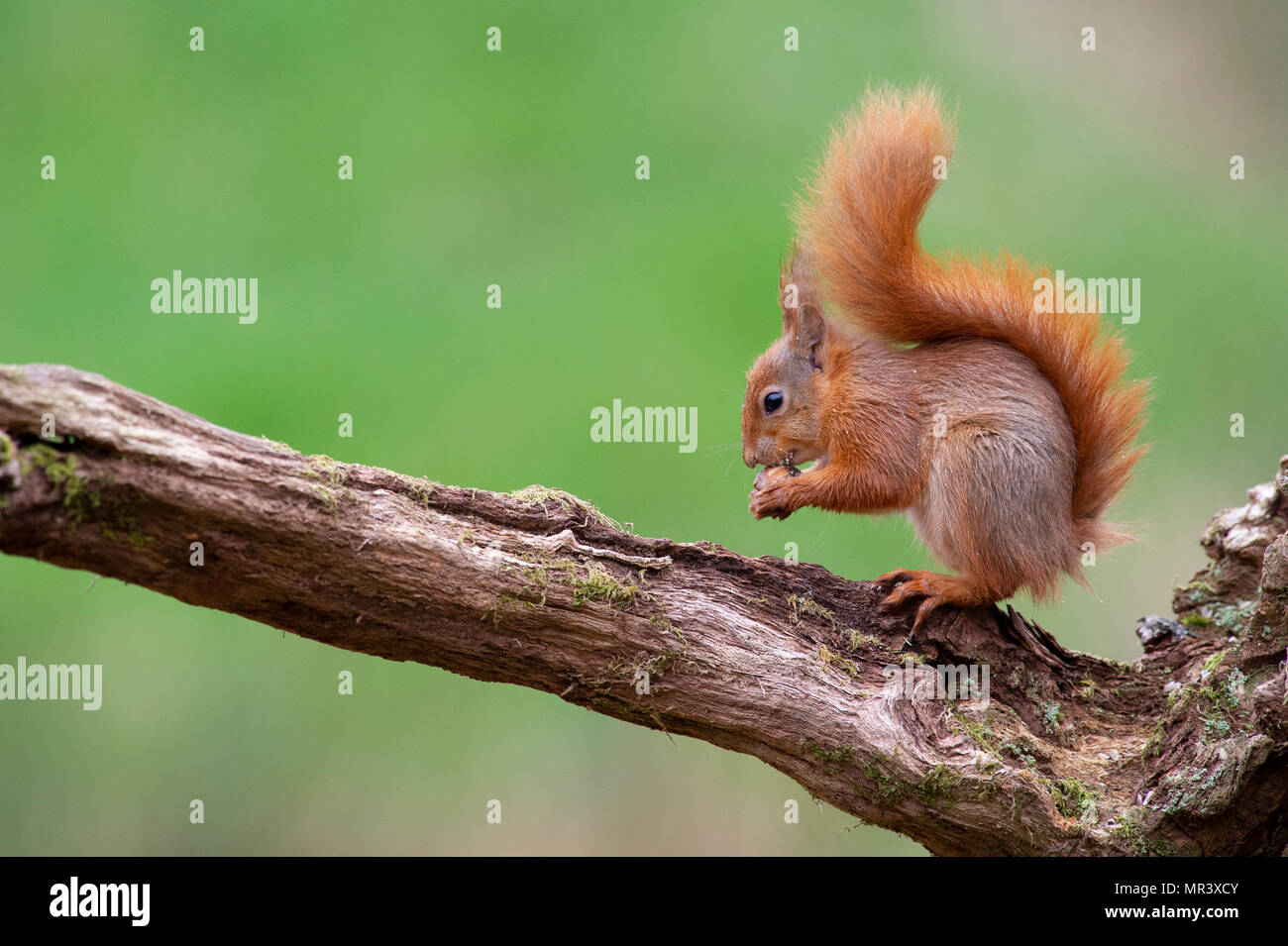A Red Squirrel (Sciurus vulgaris) in the woodlands of Dumfries and Galloway, Scotland, UK Stock Photo