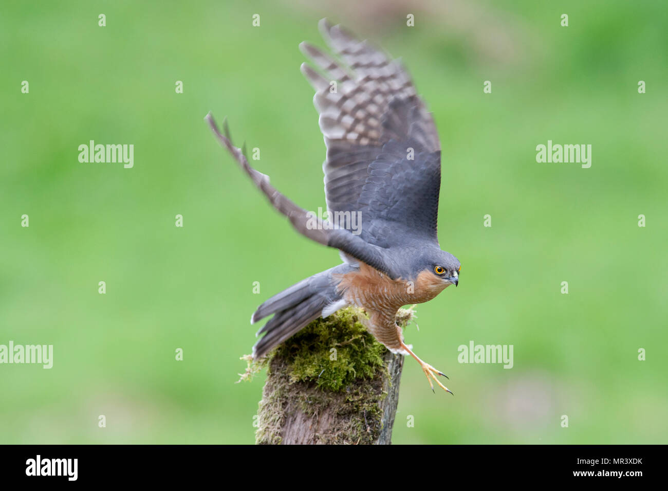 A male Sparrowhawk (Accipiter nisus) launches into flight Stock Photo