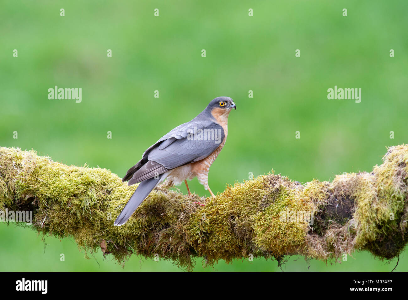 A male Sparrowhawk (Accipiter nisus) perched on a moss covered branch in British woodland. Stock Photo