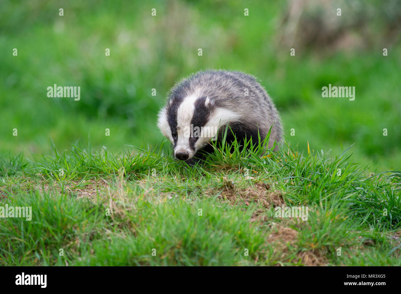 A Badger (Meles meles) foraging for food outside it's sett in the UK Stock Photo