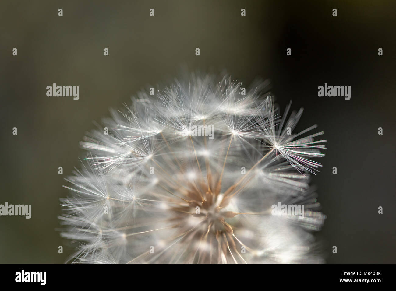 Close-up of dandelion head (Taraxacum) showing seeds and filaments with bokeh background Stock Photo