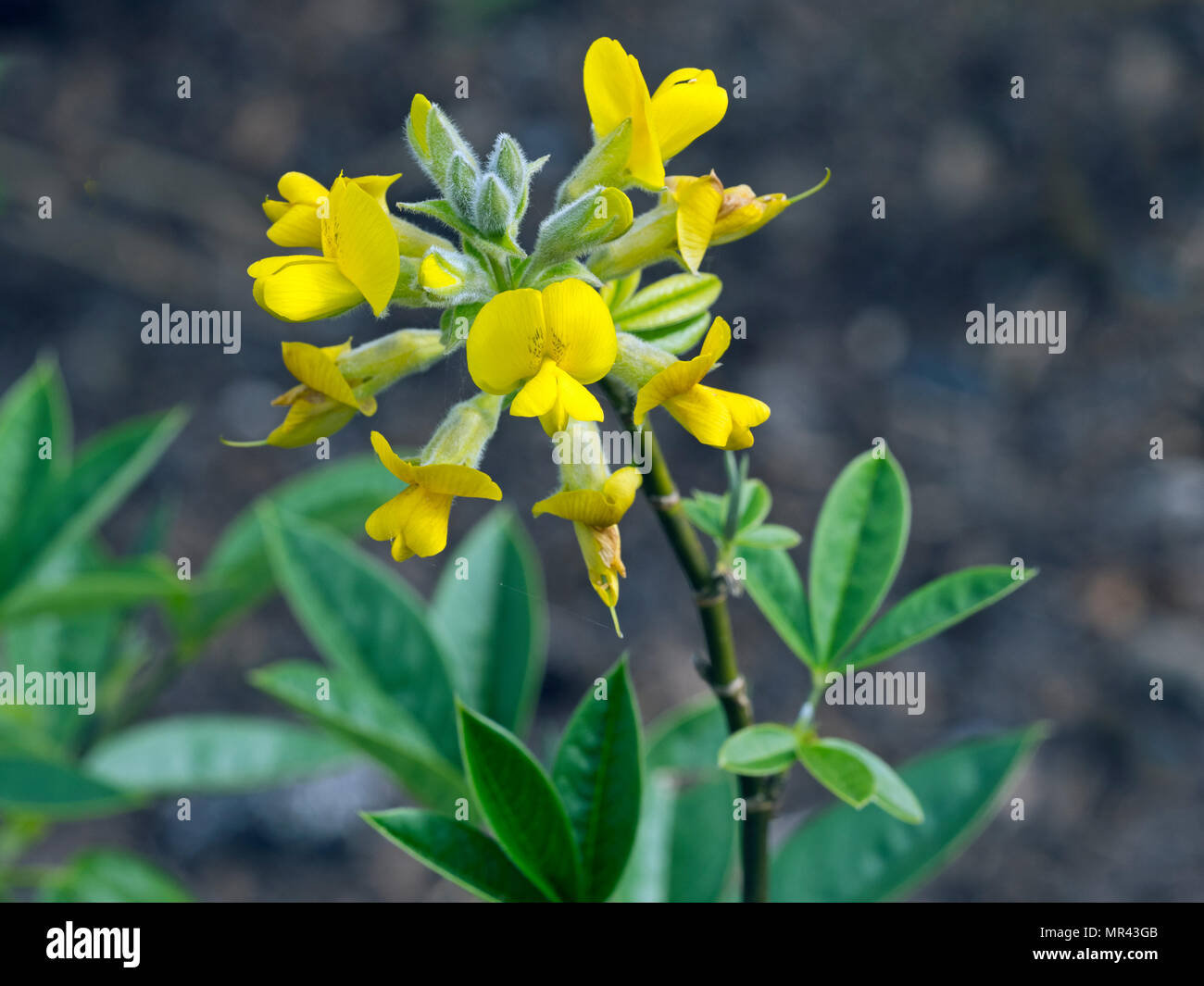 Evergreen laburnum Piptanthus nepalensis Stock Photo