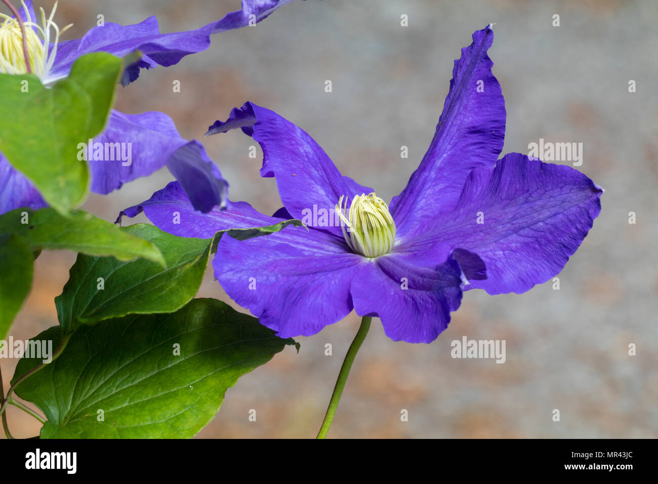 Large blue flower of the early summer flowering, repeat blooming climber, Clematis 'Lasurstern' Stock Photo