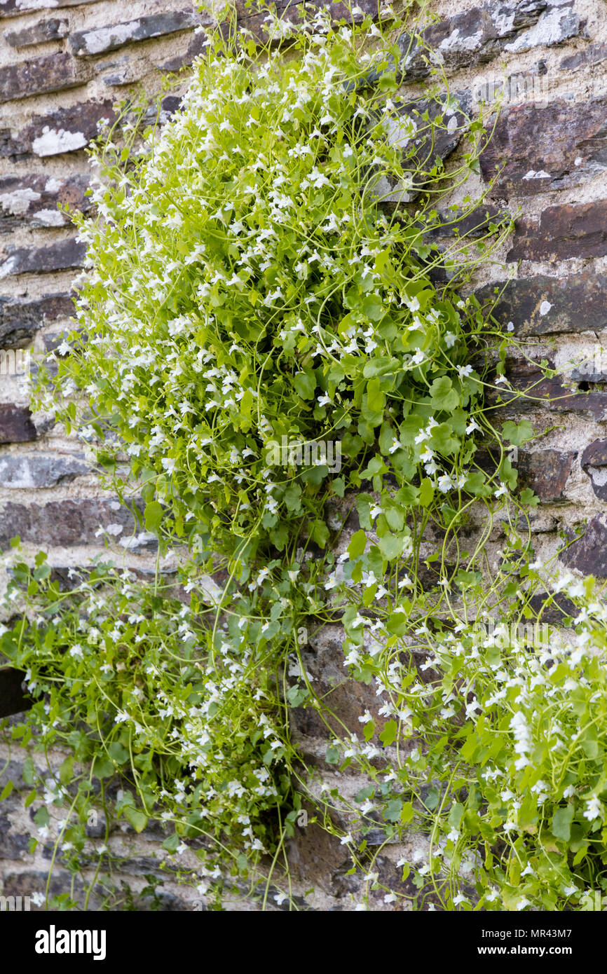 White flowered form of the UK native Ivy leaved toadflax, Cymbalaria muralis 'Alba', growing on an old wall Stock Photo