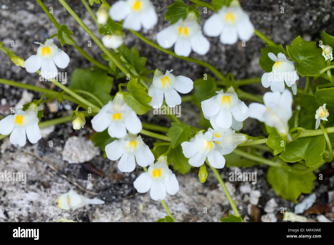 White flowered form of the UK native Ivy leaved toadflax, Cymbalaria muralis 'Alba', growing on an old wall Stock Photo