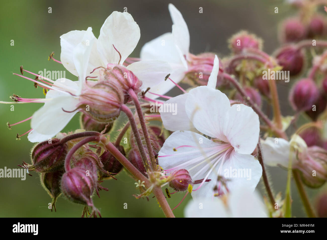 White, early summer flowers of the evergreen hardy cranesbill, Geranium macrorrhizum 'Album' Stock Photo