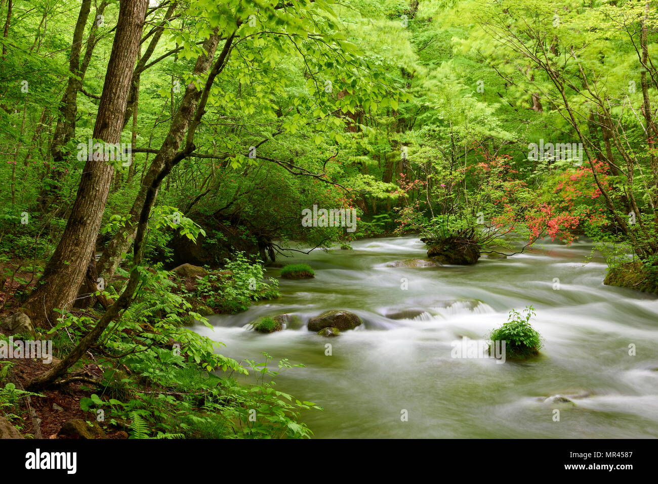 Oirase Keiryu Stream In Towada National Park Japan The Stream Walk Is 14km Long And Features A Series Of Currents And Waterfalls Stock Photo Alamy