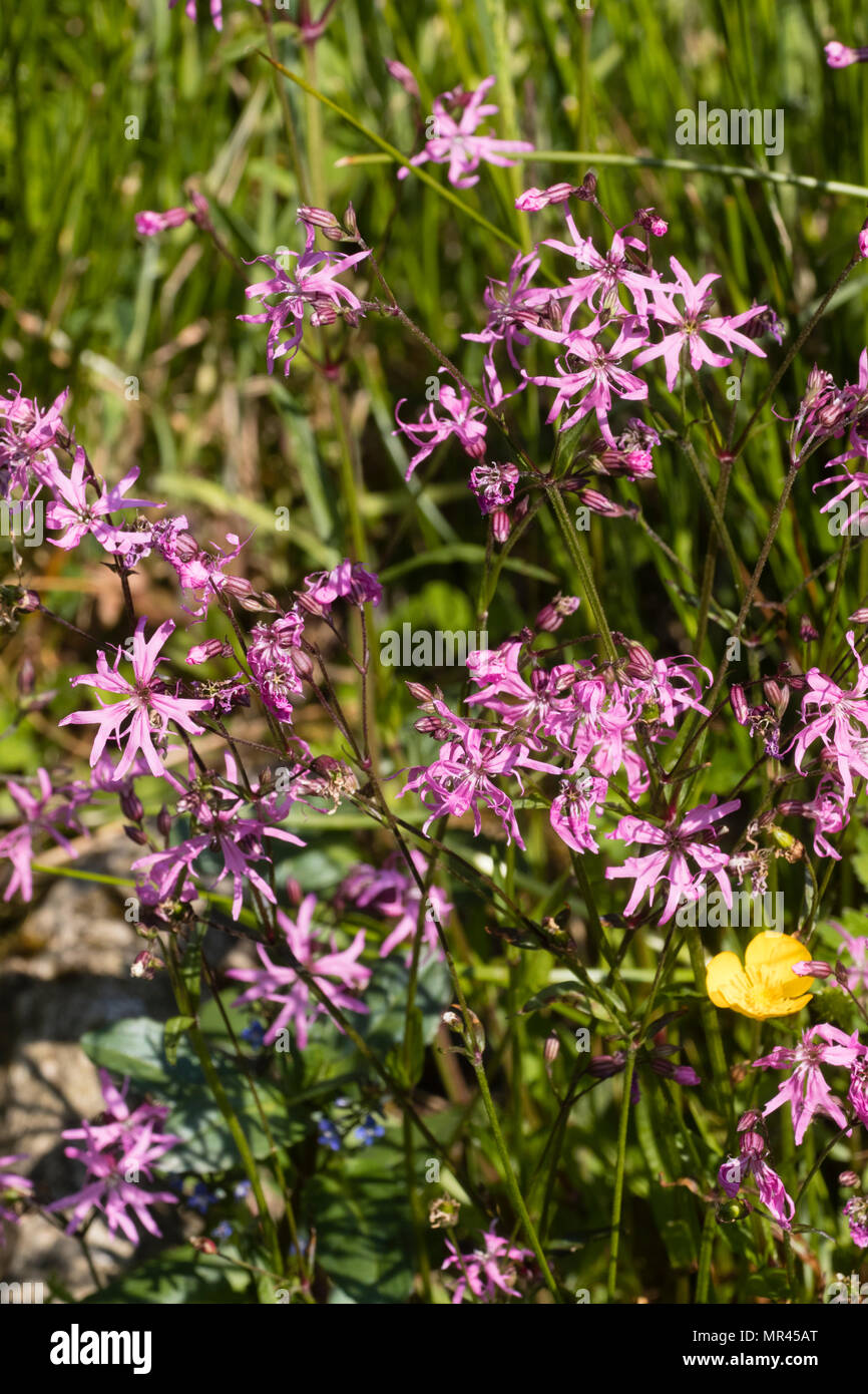 Ragged petalled flowers of the red-pink ragged robin, Silene flos-cuculi, flowering in early summer Stock Photo