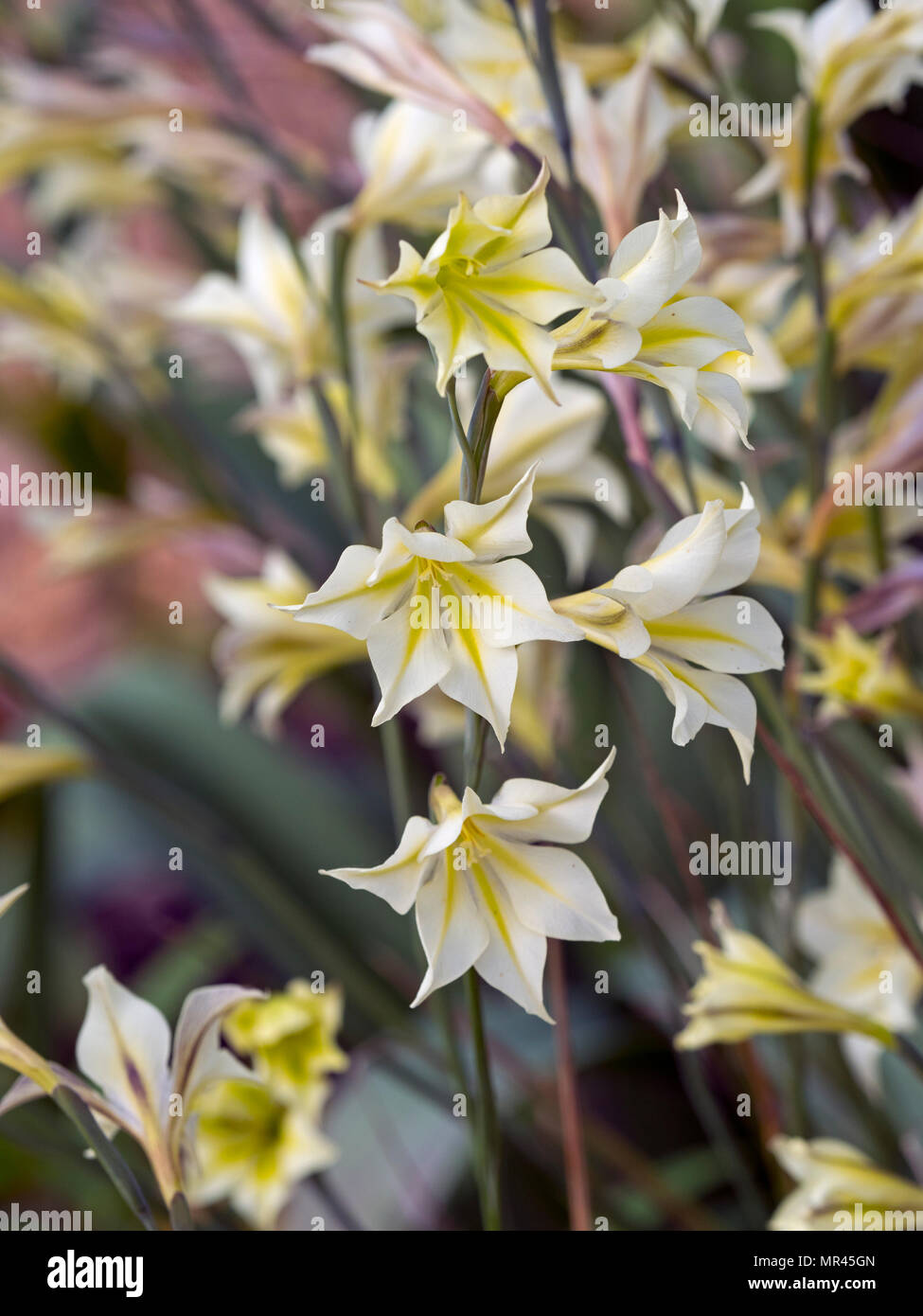 Gladiolus tristis in summer border Stock Photo