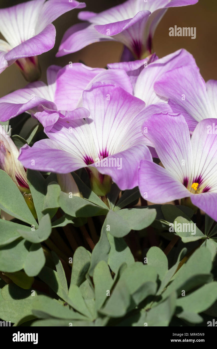 Attractive pink and white flower stand above mats of glaucous foliage of the silver shamrock, Oxalis adenophylla Stock Photo
