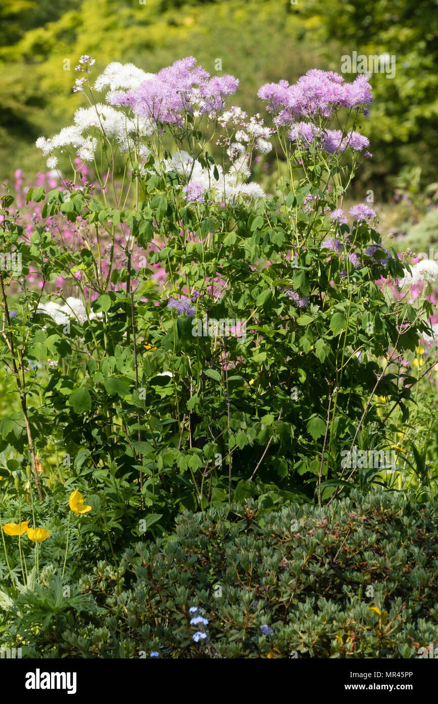 Mauve species and white 'Album' forms of meadow rue, Thalictrum aquilegifolium, mingle in an early summer arrangement Stock Photo