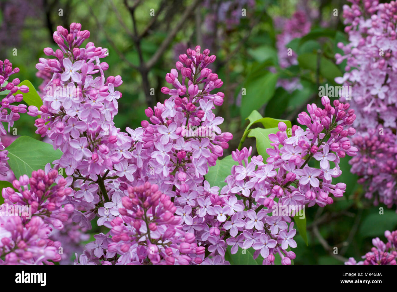 Close up view of beautiful Persian Lilac flowers in full bloom Stock Photo Alamy