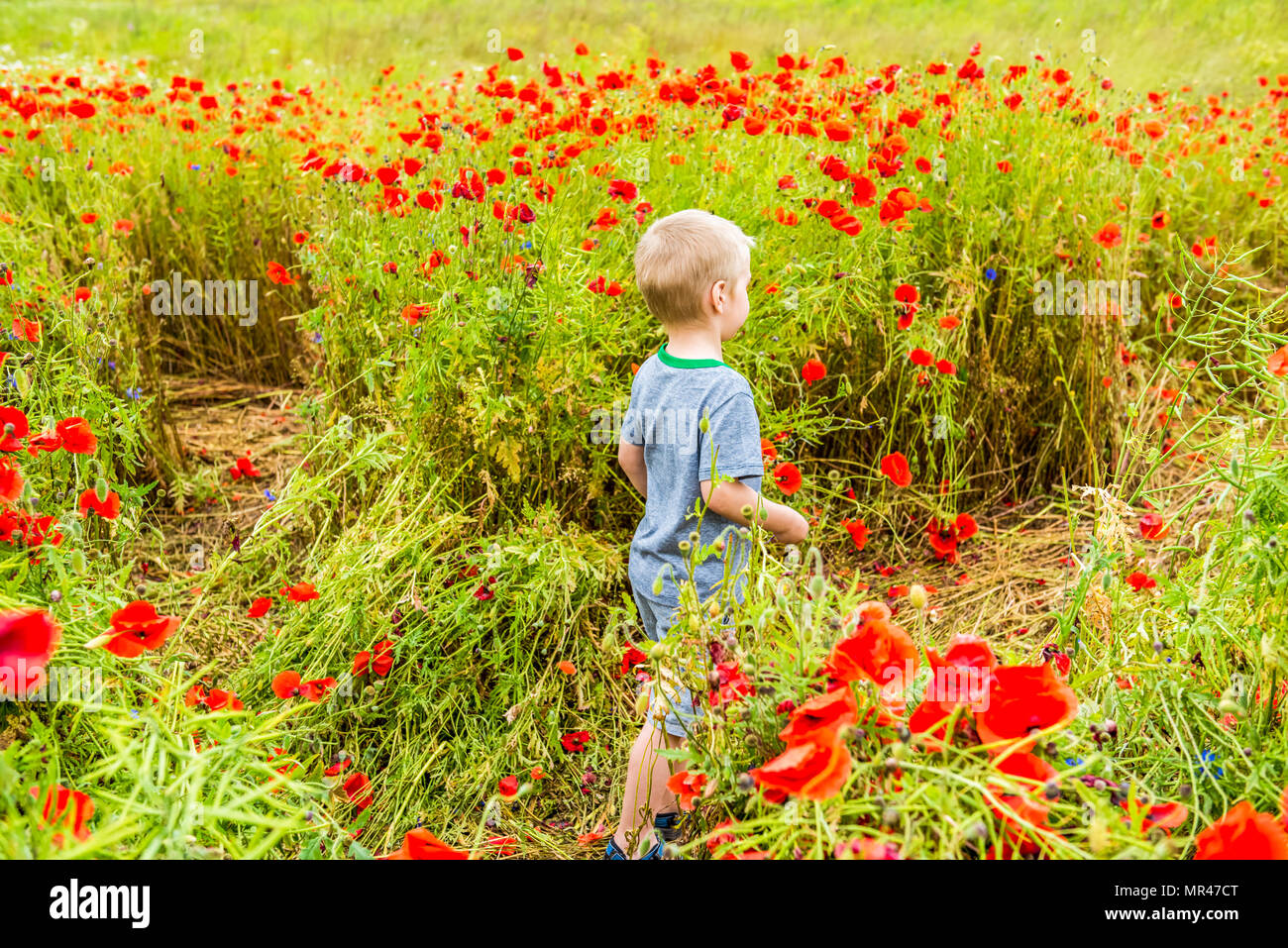 Cute boy in field with red poppies Stock Photo - Alamy
