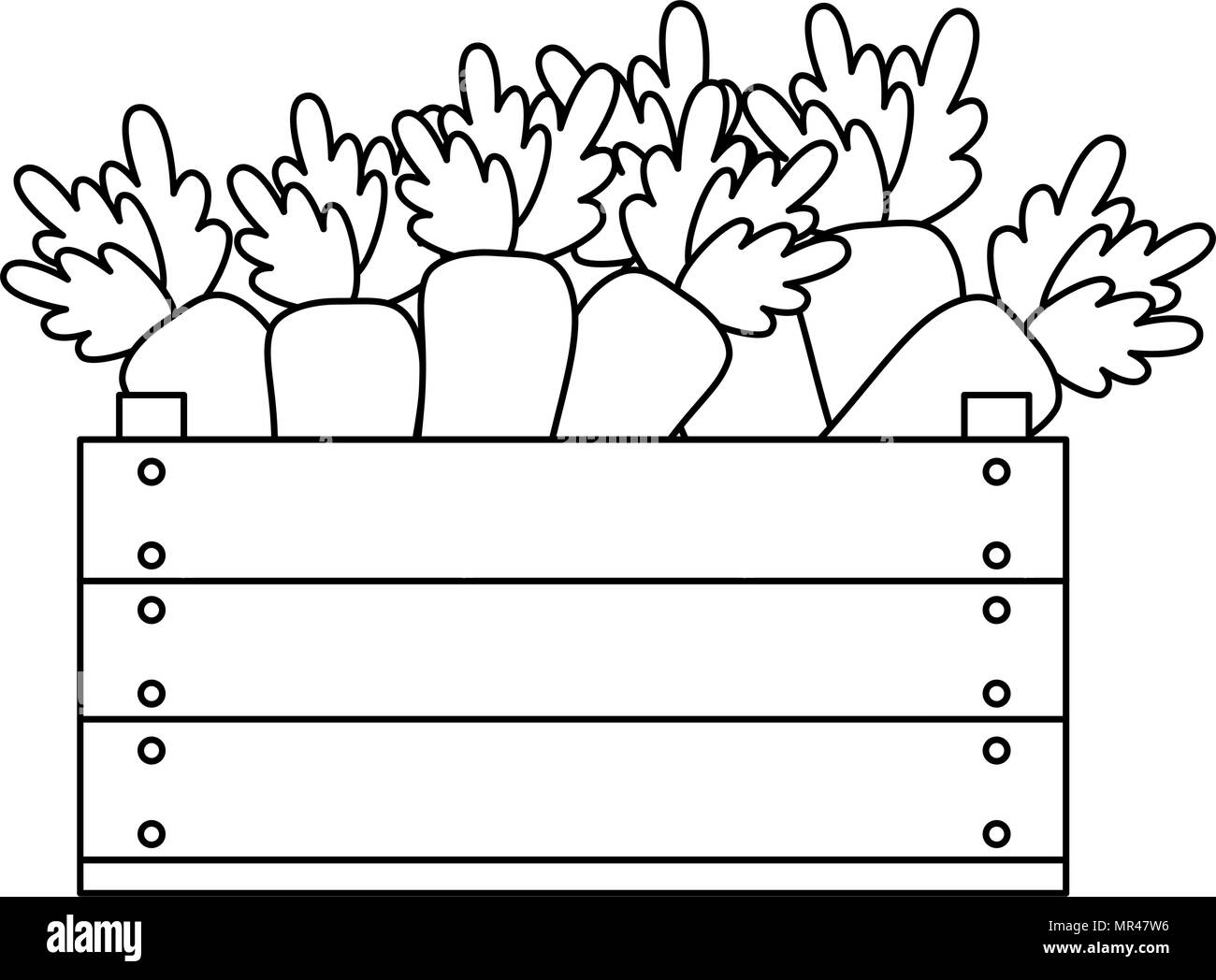 Fresh carrots box wood Black and White Stock Photos \u0026 Images - Alamy, image size:1300x1048