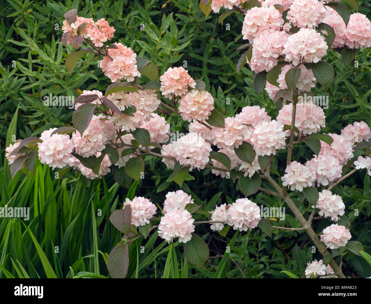 Viburnum plicatum Rosacea in flower Stock Photo