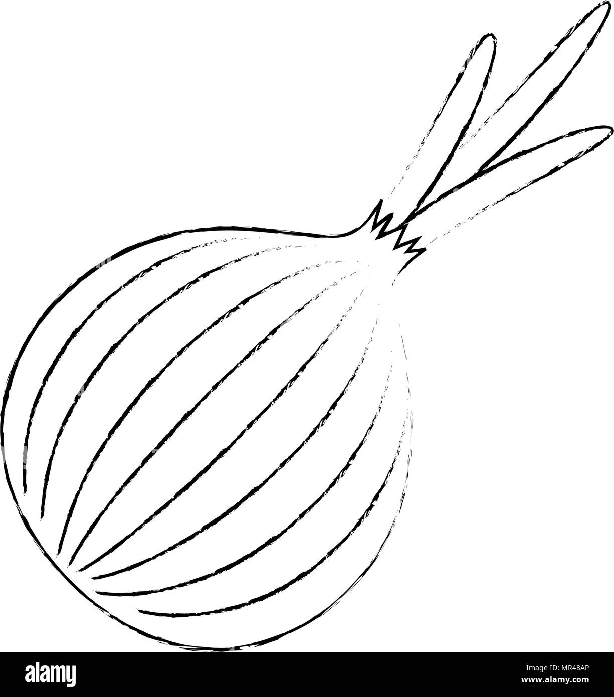 Spring onion illustration Black and White Stock Photos & Images - Alamy